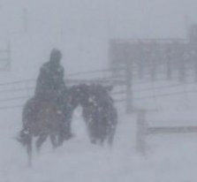 Horses in blizzard